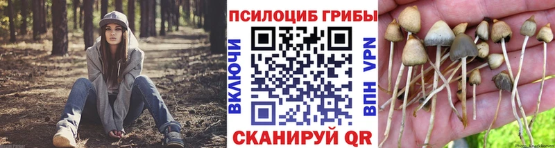 Псилоцибиновые грибы мицелий  Болгар 